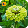 ZINNIA ELEGANS GULLIVER LIME 8 SZTUK